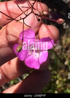 Seminole False Foxglove (Agalinis filifolia) Plantae Foto Stock