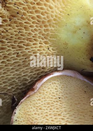 Funghi Suillus (Suillus granulatus) con gambo punteggiato Foto Stock