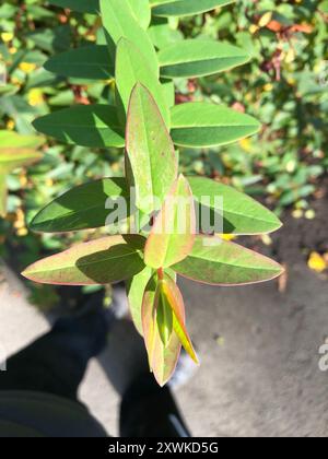 Piano Tutsan alto (Hypericum x inodorum) Foto Stock