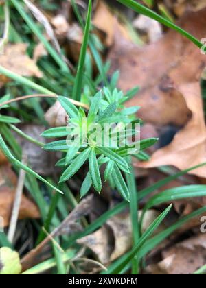 Hedge Bedstraw (Galium mollugo) Plantae Foto Stock