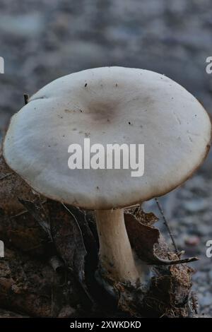 (Clitocybe diatreta) funghi Foto Stock