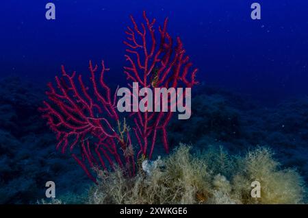 Frusta violescente, Paramuricea clavata, Gorgoniidae, area marina protetta di Tor Paterno, Roma, Lazio, Italia, Mar Mediterraneo Foto Stock