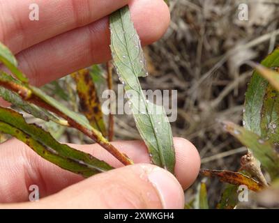 Salice per barra di sabbia interna (Salix interior) Plantae Foto Stock