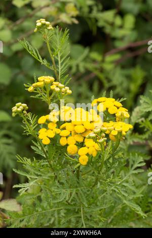 Tansy, pianta, Tanacetum vulgare, fiore selvatico giallo, testa di fiore Foto Stock