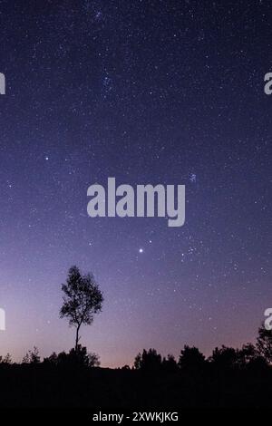Cielo notturno pianeti e stelle, Giove appena sotto Marte sopra la destra dell'albero, Pleiadi sette Sorelle in alto a destra, Aldebaran e Hyades proprio a destra, Sussex Foto Stock