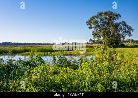 Albero solitario, canne, laghetto Henryk Stary, mattina presto, zone umide nel Parco paesaggistico della Valle di Barycz, area protetta, vicino a Milicz, bassa Slesia, Polonia Foto Stock