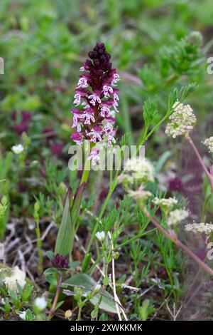 Burnt Orchid (Orchis ustula), Solaure-en Diois, Auvergne-Rhône-Alpes, Francia Foto Stock