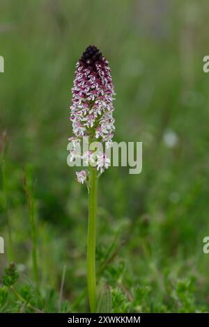 Burnt Orchid (Orchis ustula), Solaure-en Diois, Auvergne-Rhône-Alpes, Francia Foto Stock