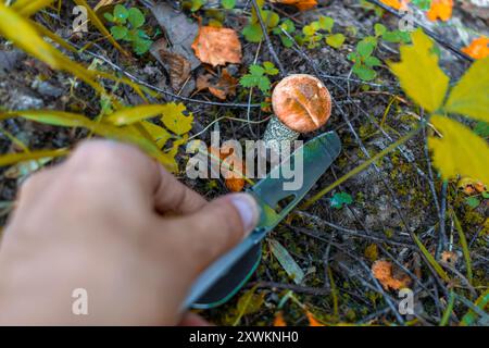 Il cacciatore di funghi taglia Leccinum aurantiacum con coltello. Raccolta di funghi nella foresta autunnale. Attenzione all'ecologia. Primo piano della mano. Foto Stock