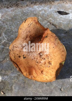 Funghi Suillus (Suillus granulatus) con gambo punteggiato Foto Stock