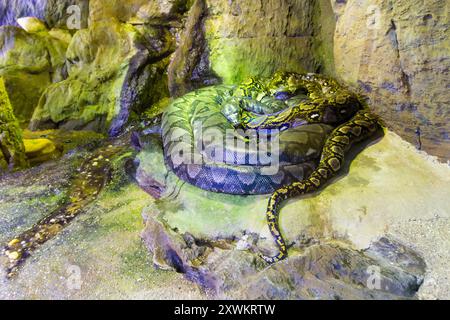 Pitone reticolato (Malayopython reticulatus) nel Tropicarium, Campona Shopping and Entertainment Center, Budateteny, Budapest, Ungheria Foto Stock