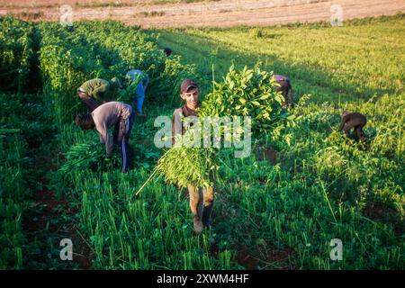 I palestinesi raccolgono i frutti della pianta di Molokhia nella città di Nasariya, vicino alla città di Nablus, nel nord della Cisgiordania. Molokhia (latino: Corchorus olitorius) è un genere di piante da fiore che comprende da 40 a 100 specie. I suoi steli variano in lunghezza e sono caratterizzati da piccoli fiori gialli che producono un certo numero di semi. Il Molokhia era un piatto che i faraoni dell'antico Egitto usavano per mangiare fino a quando divenne famoso tra il pubblico e divenne uno dei piatti autentici egiziani. Si diffuse poi in alcuni paesi arabi, dove le sue foglie venivano coltivate e utilizzate per preparare il piatto. Foto Stock