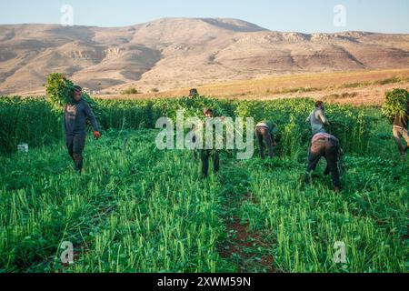 I palestinesi raccolgono i frutti della pianta di Molokhia nella città di Nasariya, vicino alla città di Nablus, nel nord della Cisgiordania. Molokhia (latino: Corchorus olitorius) è un genere di piante da fiore che comprende da 40 a 100 specie. I suoi steli variano in lunghezza e sono caratterizzati da piccoli fiori gialli che producono un certo numero di semi. Il Molokhia era un piatto che i faraoni dell'antico Egitto usavano per mangiare fino a quando divenne famoso tra il pubblico e divenne uno dei piatti autentici egiziani. Si diffuse poi in alcuni paesi arabi, dove le sue foglie venivano coltivate e utilizzate per preparare il piatto. (Foto di Nasser Foto Stock