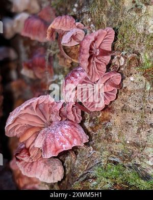 Fairy Parachutes (Marasmiellus candidus) funghi Foto Stock