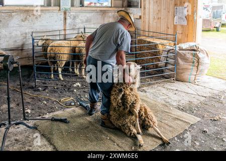 Shearer alla Vankleek Hill Fair Foto Stock