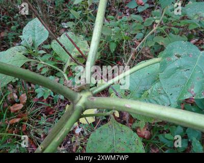 Deadly Nightshade (Atropa bella-donna) Plantae Foto Stock