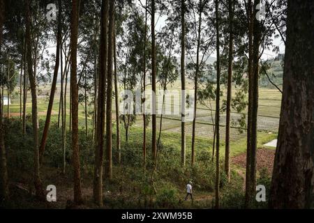 (240820) -- KIGALI, 20 agosto 2024 (Xinhua) -- Zheng Ruijin Walks to Paddy Fields in Huye District, Ruanda, 13 agosto 2024. Juncao è un'erba ibrida e un'importante risorsa agricola multifunzionale sviluppata e utilizzata per l'allevamento di funghi in Cina. Dal 2006, esperti della Fujian Agricultural and Forestry University cinese hanno lavorato con il governo ruandese sulla tecnologia Juncao, promuovendo Juncao e altre tecnologie agricole presso il China-Ruanda Agriculture Technology Demonstration Center nel Ruanda meridionale. Finora, più di 35.000 agricoltori ruandesi sono stati addestrati Foto Stock