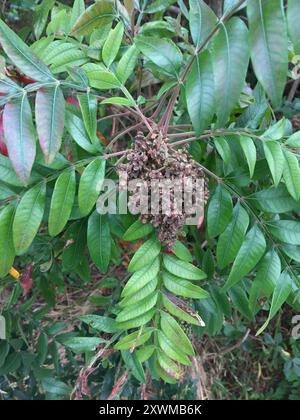 Brillante sumac (Rhus copallinum) Plantae Foto Stock