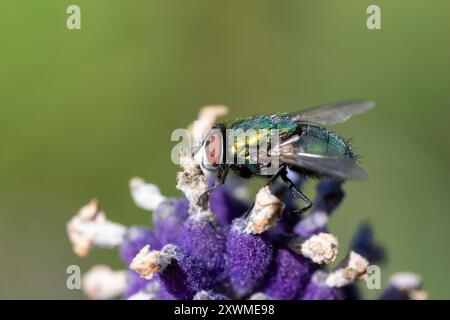 Greenbottle (Lucilia caesar) su lavanda (Lavandula) Foto Stock
