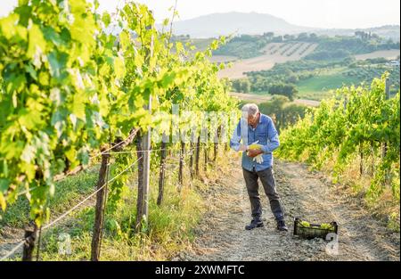 Uomo produttore di vino anziano che tiene in mano una scatola di uva bianca con vigneto sullo sfondo - azienda agricola biologica e concetto di piccola impresa - Focus sul suo viso Foto Stock