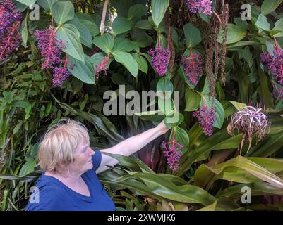 Albero del lampadario (Medinilla cummingii) Plantae Foto Stock