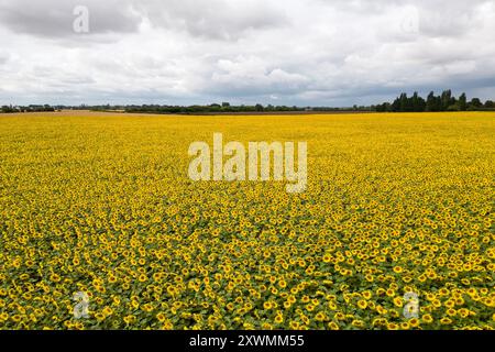 Un campo di girasoli in fiore vicino a Deeping St James nel Lincolnshire. Vine House Farm lavora in collaborazione con The Wildlife per far crescere circa 12 milioni di teste di girasole ogni anno, pur essendo il più possibile rispettoso dell'ambiente. I girasoli, che riempiono 100 acri di campi, l'equivalente di 50 campi da calcio, saranno raccolti e i semi utilizzati per preparare il cibo degli uccelli selvatici. Data foto: Martedì 20 agosto 2024. Foto Stock