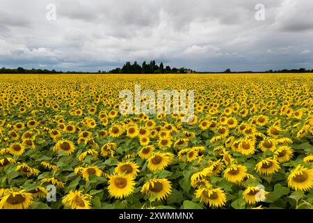 Un campo di girasoli in fiore vicino a Deeping St James nel Lincolnshire. Vine House Farm lavora in collaborazione con The Wildlife per far crescere circa 12 milioni di teste di girasole ogni anno, pur essendo il più possibile rispettoso dell'ambiente. I girasoli, che riempiono 100 acri di campi, l'equivalente di 50 campi da calcio, saranno raccolti e i semi utilizzati per preparare il cibo degli uccelli selvatici. Data foto: Martedì 20 agosto 2024. Foto Stock