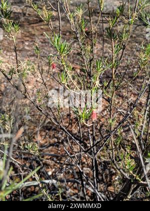 crimson turkey Bush (Eremophila latrobei) Plantae Foto Stock