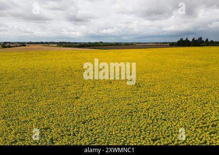 Un campo di girasoli in fiore vicino a Deeping St James nel Lincolnshire. Vine House Farm lavora in collaborazione con The Wildlife per far crescere circa 12 milioni di teste di girasole ogni anno, pur essendo il più possibile rispettoso dell'ambiente. I girasoli, che riempiono 100 acri di campi, l'equivalente di 50 campi da calcio, saranno raccolti e i semi utilizzati per preparare il cibo degli uccelli selvatici. Data foto: Martedì 20 agosto 2024. Foto Stock
