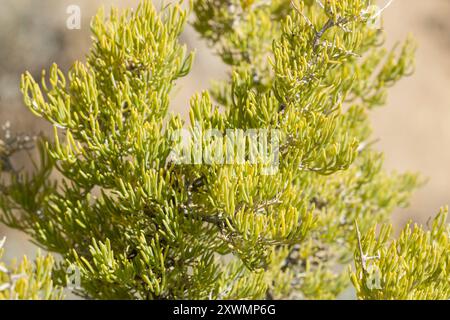 Greasewood (Sarcobatus vermiculatus) Plantae Foto Stock