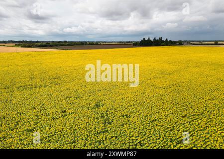 Un campo di girasoli in fiore vicino a Deeping St James nel Lincolnshire. Vine House Farm lavora in collaborazione con The Wildlife per far crescere circa 12 milioni di teste di girasole ogni anno, pur essendo il più possibile rispettoso dell'ambiente. I girasoli, che riempiono 100 acri di campi, l'equivalente di 50 campi da calcio, saranno raccolti e i semi utilizzati per preparare il cibo degli uccelli selvatici. Data foto: Martedì 20 agosto 2024. Foto Stock