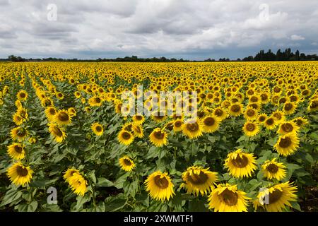 Un campo di girasoli in fiore vicino a Deeping St James nel Lincolnshire. Vine House Farm lavora in collaborazione con The Wildlife per far crescere circa 12 milioni di teste di girasole ogni anno, pur essendo il più possibile rispettoso dell'ambiente. I girasoli, che riempiono 100 acri di campi, l'equivalente di 50 campi da calcio, saranno raccolti e i semi utilizzati per preparare il cibo degli uccelli selvatici. Data foto: Martedì 20 agosto 2024. Foto Stock