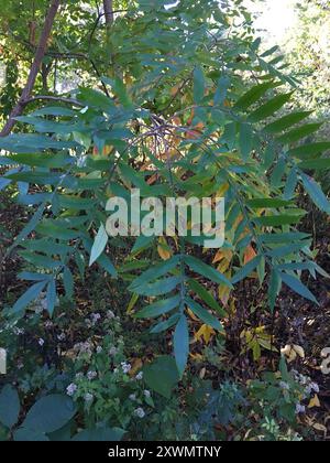 Brillante sumac (Rhus copallinum) Plantae Foto Stock