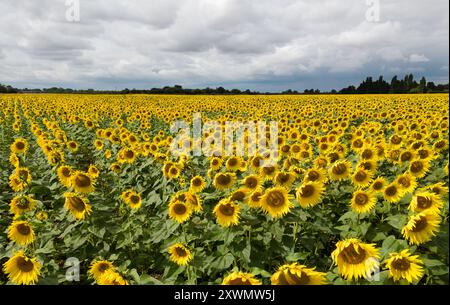 Un campo di girasoli in fiore vicino a Deeping St James nel Lincolnshire. Vine House Farm lavora in collaborazione con The Wildlife per far crescere circa 12 milioni di teste di girasole ogni anno, pur essendo il più possibile rispettoso dell'ambiente. I girasoli, che riempiono 100 acri di campi, l'equivalente di 50 campi da calcio, saranno raccolti e i semi utilizzati per preparare il cibo degli uccelli selvatici. Data foto: Martedì 20 agosto 2024. Foto Stock