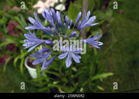 Giglio azzurro africano Agapanthus africanus fiori su sfondo giardino Foto Stock