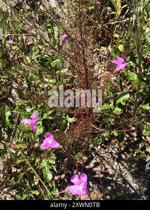 Seminole False Foxglove (Agalinis filifolia) Plantae Foto Stock