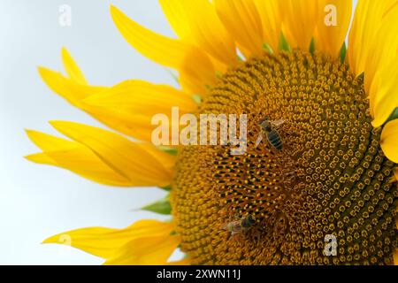 Le api da miele si nutrono di girasoli in fiore vicino a Deeping St James nel Lincolnshire. Vine House Farm lavora in collaborazione con The Wildlife per far crescere circa 12 milioni di teste di girasole ogni anno, pur essendo il più possibile rispettoso dell'ambiente. I girasoli, che riempiono 100 acri di campi, l'equivalente di 50 campi da calcio, saranno raccolti e i semi utilizzati per preparare il cibo degli uccelli selvatici. Data foto: Martedì 20 agosto 2024. Foto Stock