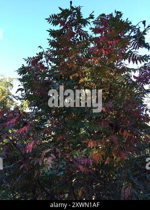 Brillante sumac (Rhus copallinum) Plantae Foto Stock