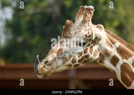 Primo piano, vista laterale ritratto di una giraffa con la sua lunga lingua che sporge verso l'alto e dritta in aria. Foto Stock