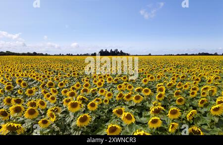 Un campo di girasoli in fiore vicino a Deeping St James nel Lincolnshire. Vine House Farm lavora in collaborazione con The Wildlife per far crescere circa 12 milioni di teste di girasole ogni anno, pur essendo il più possibile rispettoso dell'ambiente. I girasoli, che riempiono 100 acri di campi, l'equivalente di 50 campi da calcio, saranno raccolti e i semi utilizzati per preparare il cibo degli uccelli selvatici. Data foto: Martedì 20 agosto 2024. Foto Stock