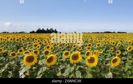 Un campo di girasoli in fiore vicino a Deeping St James nel Lincolnshire. Vine House Farm lavora in collaborazione con The Wildlife per far crescere circa 12 milioni di teste di girasole ogni anno, pur essendo il più possibile rispettoso dell'ambiente. I girasoli, che riempiono 100 acri di campi, l'equivalente di 50 campi da calcio, saranno raccolti e i semi utilizzati per preparare il cibo degli uccelli selvatici. Data foto: Martedì 20 agosto 2024. Foto Stock