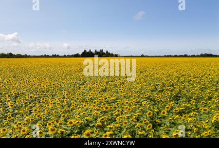 Un campo di girasoli in fiore vicino a Deeping St James nel Lincolnshire. Vine House Farm lavora in collaborazione con The Wildlife per far crescere circa 12 milioni di teste di girasole ogni anno, pur essendo il più possibile rispettoso dell'ambiente. I girasoli, che riempiono 100 acri di campi, l'equivalente di 50 campi da calcio, saranno raccolti e i semi utilizzati per preparare il cibo degli uccelli selvatici. Data foto: Martedì 20 agosto 2024. Foto Stock