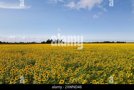 Un campo di girasoli in fiore vicino a Deeping St James nel Lincolnshire. Vine House Farm lavora in collaborazione con The Wildlife per far crescere circa 12 milioni di teste di girasole ogni anno, pur essendo il più possibile rispettoso dell'ambiente. I girasoli, che riempiono 100 acri di campi, l'equivalente di 50 campi da calcio, saranno raccolti e i semi utilizzati per preparare il cibo degli uccelli selvatici. Data foto: Martedì 20 agosto 2024. Foto Stock