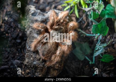 Vogelspinne im Terrarium in der Ausstellung der Spinnen im Noctalis, Fledermauszentrum Bad Segeberg Vogelspinnen im Terrarium *** Tarantula nel terrario nella mostra dei ragni a Noctalis, Bat Center Bad Segeberg tarantulas nel terrario 20240813-DSC 4600 Foto Stock