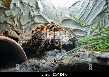 Vogelspinne im Terrarium in der Ausstellung der Spinnen im Noctalis, Fledermauszentrum Bad Segeberg Vogelspinnen im Terrarium *** Tarantula nel terrario nella mostra dei ragni a Noctalis, Bat Center Bad Segeberg tarantulas nel terrario 20240813-DSC 4607 Foto Stock