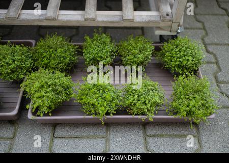 Fattoria microverde urbana. Il microgreen nei vassoi di plastica. Foglie di bambino, fitolamp. Microgreens germoglianti sui tappetini biodegradabili alla canapa. Germinazione dei semi Foto Stock