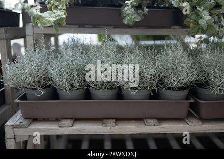 Piantine lavanda in vasi pronti per la spedizione. Vivaio e vendita di piante Foto Stock