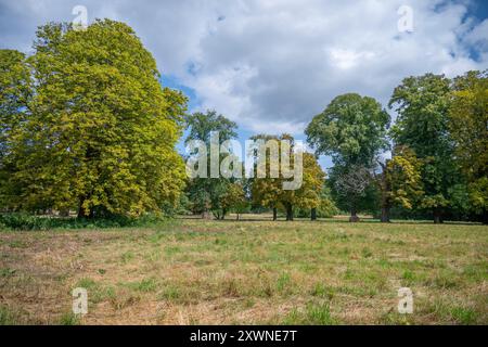 20 agosto 2024. Tranquilla mattinata d'estate al Morden Hall Park, un'oasi verde nella periferia sud-occidentale di Londra Foto Stock