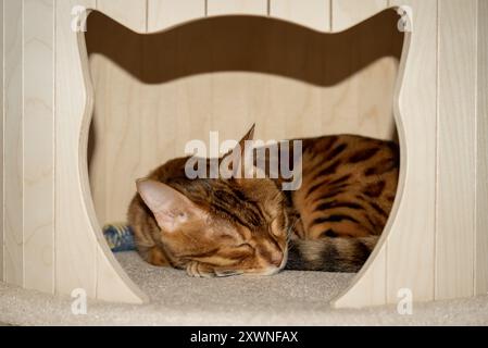 Gatto del Bengala in casa dei gatti. Letto Cat all'interno di mobili per gatti. Foto Stock