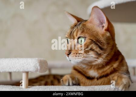 Gatto shorthair del Bengala disteso in un letto d'albero. Mobili per gatti e gatti. Foto Stock